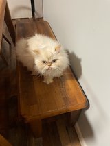 Free to Good Home in Leesville, Louisiana