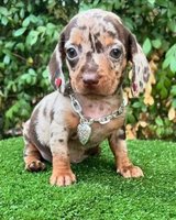 Looking For a Mini dachshund puppy in Leesville, Louisiana