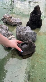 free rocks for fish tank/terrarium in Okinawa, Japan