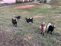 nannie goats in Fort Polk, Louisiana