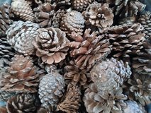 Pinecone's in Alamogordo, New Mexico