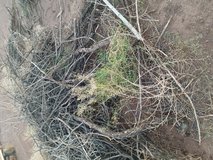 Wood for  burning in Alamogordo, New Mexico