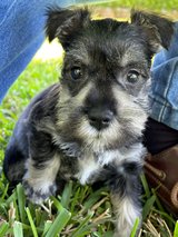Gun Safe in Fort Polk, Louisiana