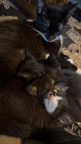 3 male kitties in Fort Polk, Louisiana
