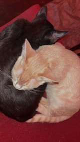 2 male cats in Fort Polk, Louisiana