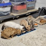 Ferel Cats for Adoption in Camp Lejeune, North Carolina