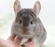 4.5 Year Old Hetero Beige Male Chinchilla Up for Adoption -- "Chester" -- super friendly! in Chicago, Illinois