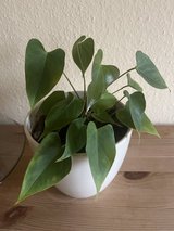 Houseplant in Ramstein, Germany