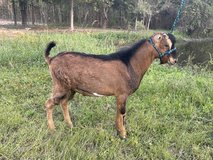 LaMancha buck goat in Cleveland, Texas