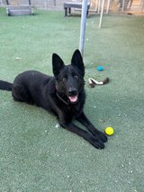 Handsome GSD Looking for His Forever Family in Fairfield, California
