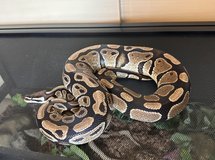 Ball python with enclosure in Okinawa, Japan