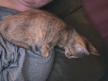 Free Kittens in Fort Polk, Louisiana