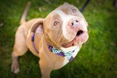 We All Love Some Hashbrown in Fairfield, California