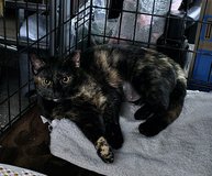 7 months old cat in Fort Campbell, Kentucky