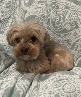 Yorkshire Terrier in Fort Polk, Louisiana