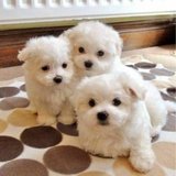 Pawsome Maltese puppies ready to go in Los Angeles, California