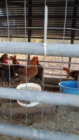 FREE ?? ROOSTERS in Fort Leonard Wood, Missouri