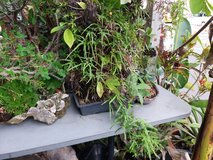 Plants in Okinawa, Japan