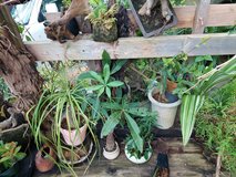 unique plants in Okinawa, Japan