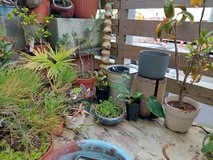 Various plants in Okinawa, Japan