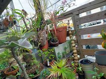 Plants planted personally in Okinawa, Japan