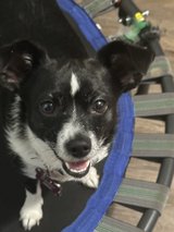 Lost dog in Camp Lejeune, North Carolina