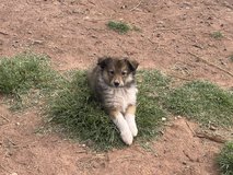 Old Fashioned Farm Collies in Alamogordo, New Mexico