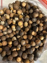 18 lbs Mixed Variety Acorns for Deer or for crafts in Perry, Georgia