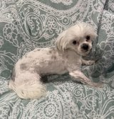 Chorkie Female in Leesville, Louisiana