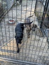 free female dogs still pups almost 1 in Leesville, Louisiana