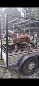 Pony trade in Fort Polk, Louisiana