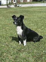lost dog! in Camp Lejeune, North Carolina