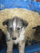 Old Fashioned Farm Collies in Alamogordo, New Mexico