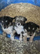 Old Fashioned Farm Collies in Alamogordo, New Mexico