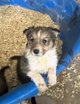 Old Fashioned Farm Collies in Alamogordo, New Mexico