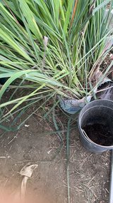 banana , papaya , lemon grass , dragon fruits etc in Okinawa, Japan