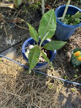 Brazilian banana in Okinawa, Japan