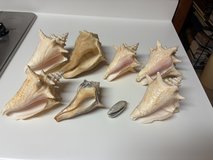 Shell collection 8pc in Byron, Georgia