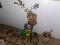 free flower pots and stand in Okinawa, Japan