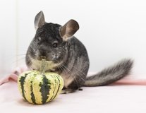 Standard Grey Female Chinchilla up for Adoption -- "Jelly" in Chicago, Illinois