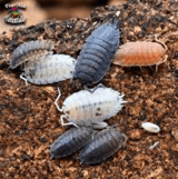 Isopods and springtails the lowest prices and best customer service in the Phoenix Valley in Phoenix, Arizona