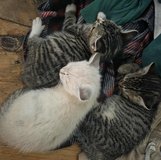 Fluffy, Sweet, Adorable Kittens in Leesville, Louisiana