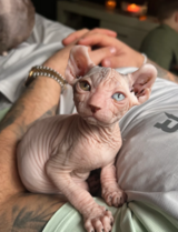 Sphynx cat for adoption in Baumholder, GE