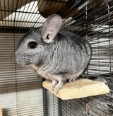 3.5 Year Old Standard Grey Male Chinchilla Up for Adoption -- "Little Buddy" in Chicago, Illinois