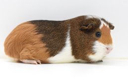 American Female Guinea Pig up for Adoption -- "Sage" in Chicago, Illinois