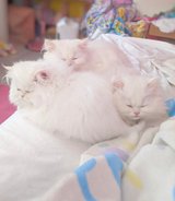 Persian kittens for sale in San Diego, California