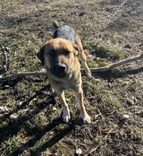Mix puppy in Fort Leonard Wood, Missouri