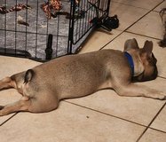 Frenchie in 29 Palms, California