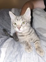 Free kitten in Leesville, Louisiana