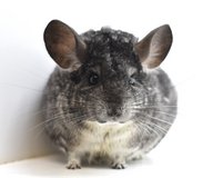 Adult Standard Grey Male Chinchilla up for Adoption -- "Shadow" in Chicago, Illinois